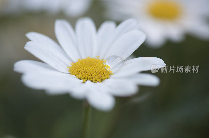 带有水滴的百合(普通雏菊)