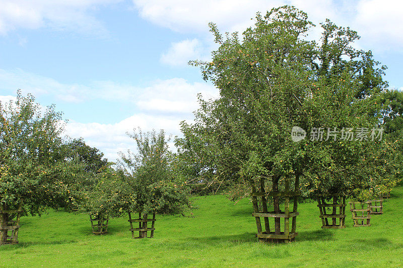 夏天苹果园苹果园里，天空湛蓝