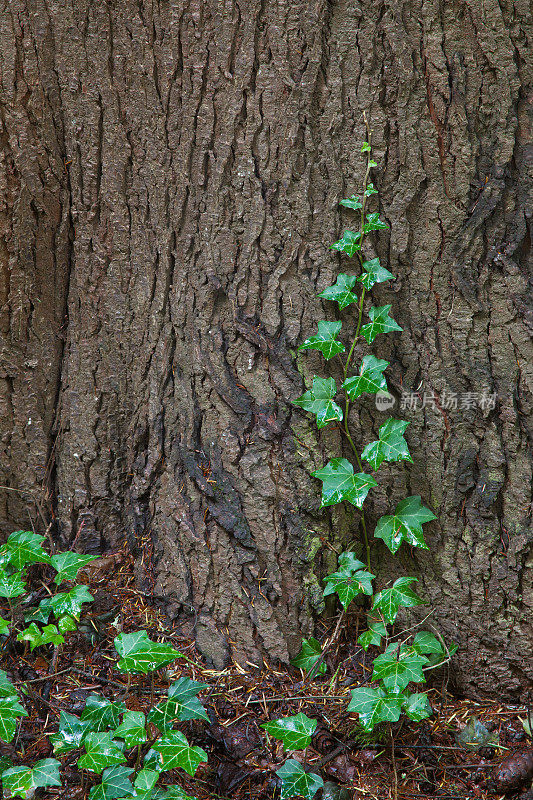 长在松树树干上的英国常春藤