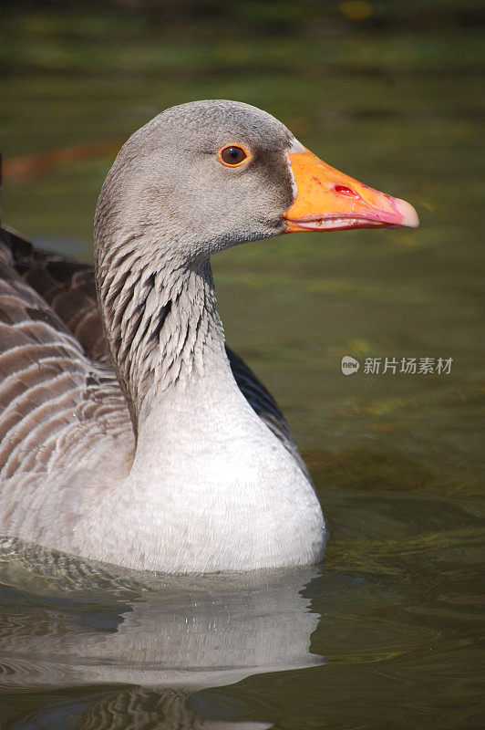 鸭子在池塘里。