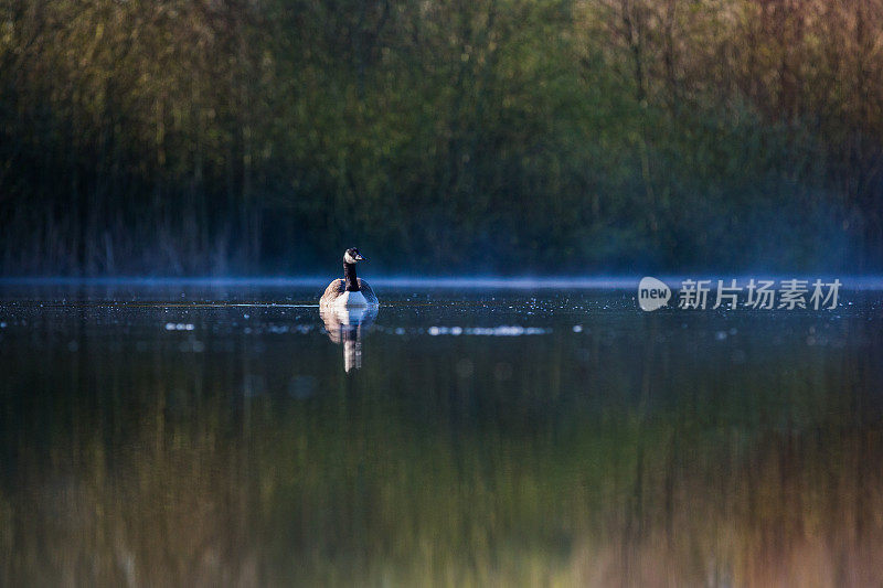 黑额黑雁