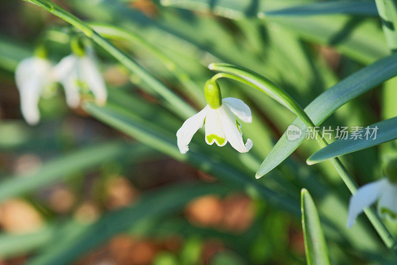 雪花莲