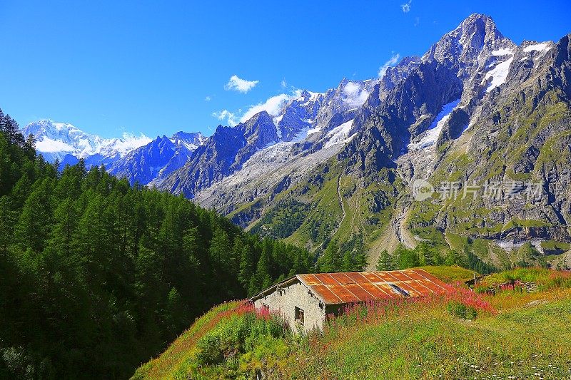 田园牧歌式的勃朗峰高山乡村景观，粉红色的野花，奥斯塔山谷