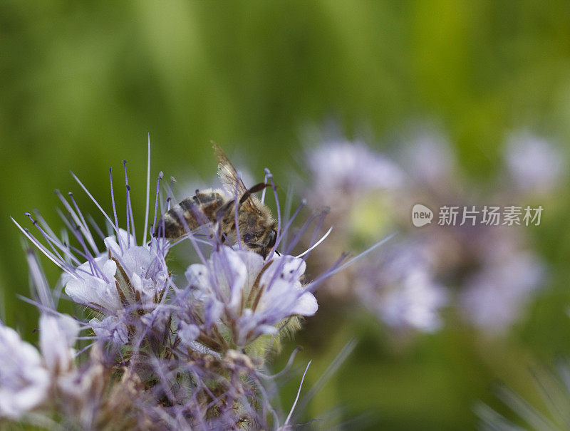 近距离的蜜蜂在蓝色的十字花上