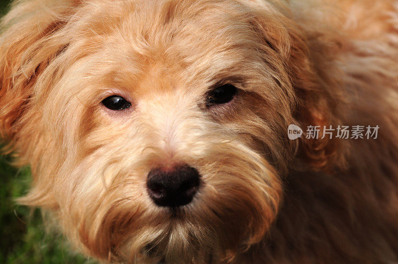 设计师狗Maltipoo