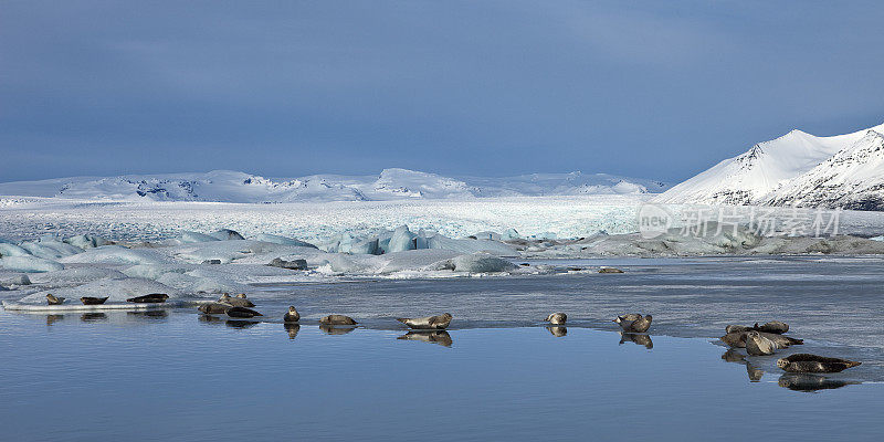 冬季，冰岛Jokulsarlon冰川湖上的海豹