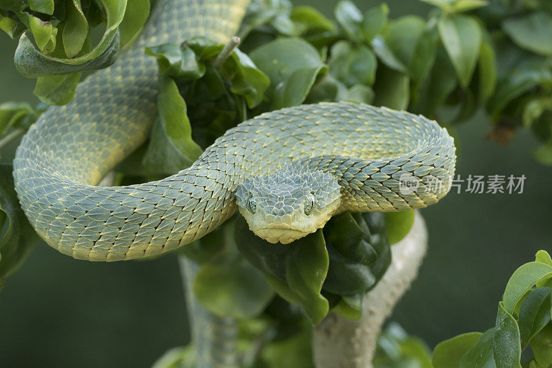 有毒的绿色灌木蝰蛇从树上下来