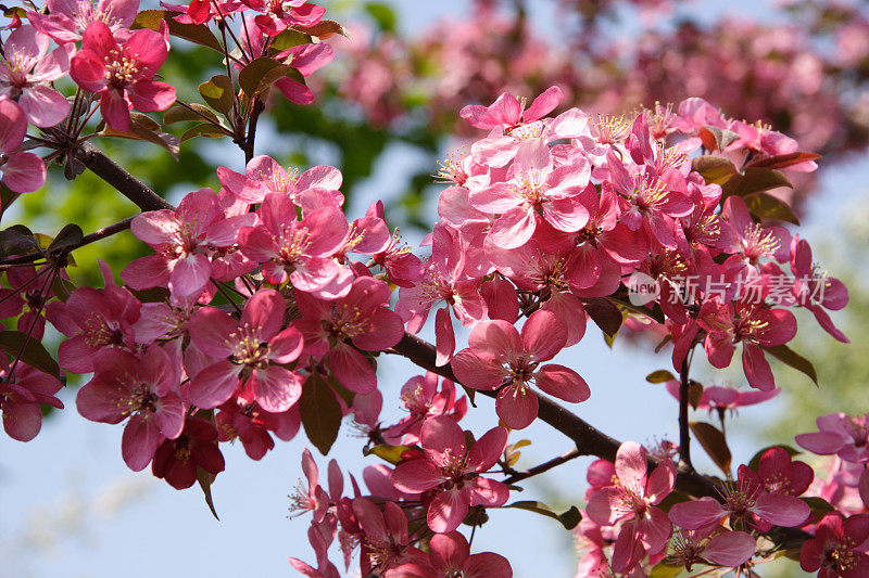 苹果花