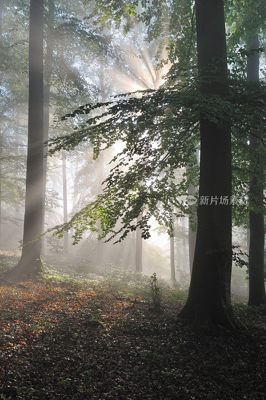 山毛榉林中一片阳光