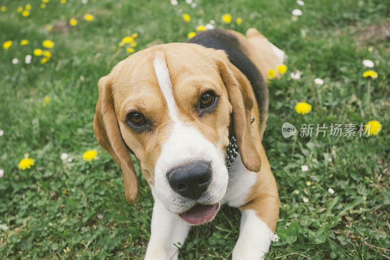 比格犬的肖像躺在草地上的蒲公英花在户外的春天的一天。看相机。