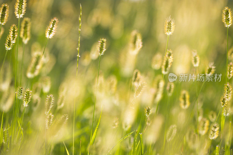 日落上的野花在田野