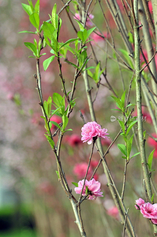 樱花