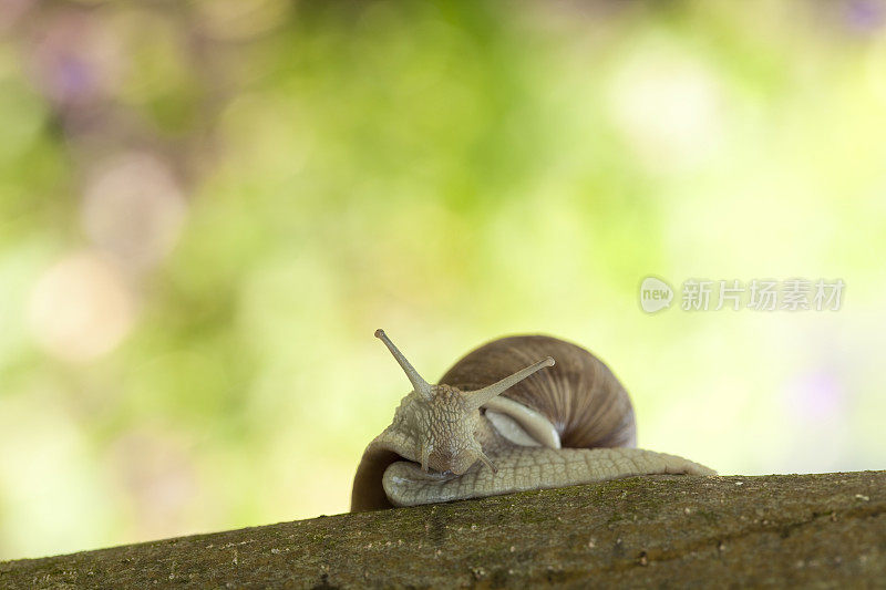 爬行蜗牛(螺旋番茄)