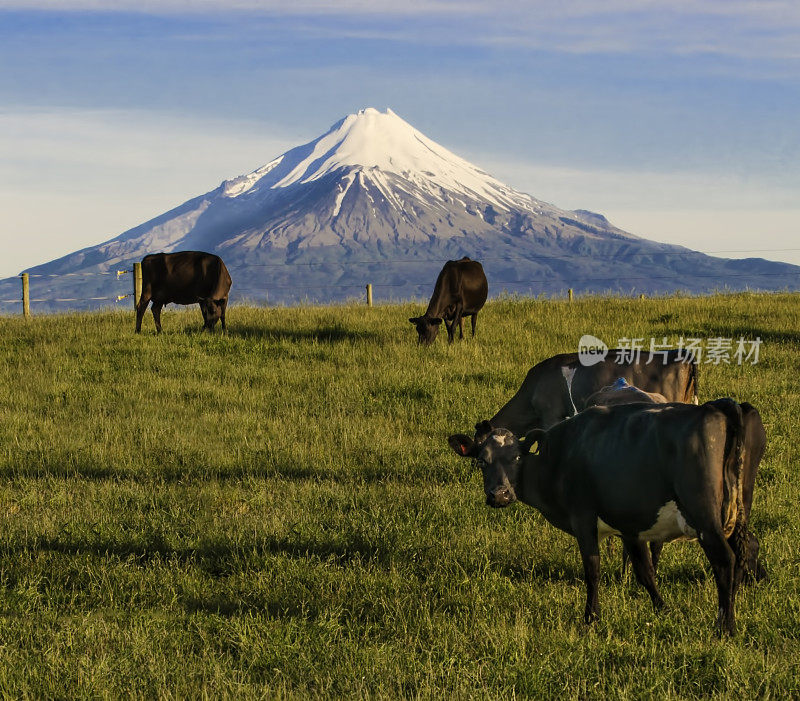 塔拉纳基山的奶牛