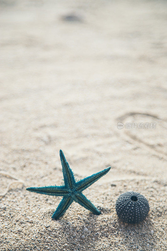 热带夏季海滩背景海星海贝复制空间