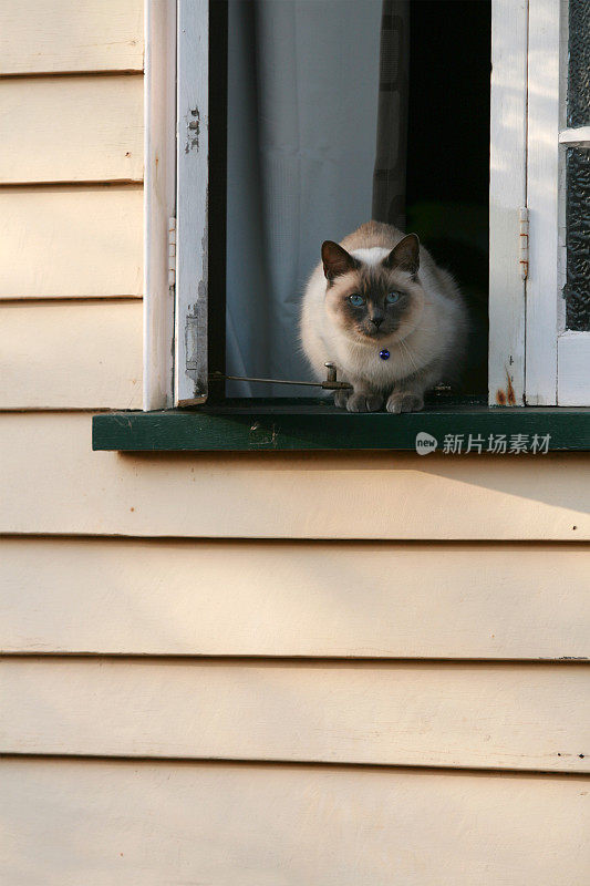 猫在女王窗台上