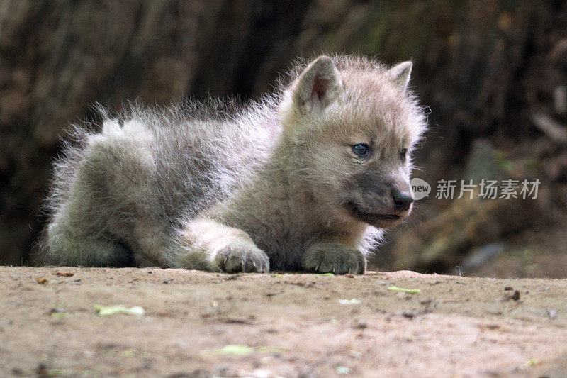 野生动物中的新生北极狼宝宝