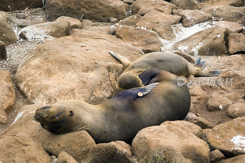 加拉帕戈斯群岛的海狮妈妈和幼仔