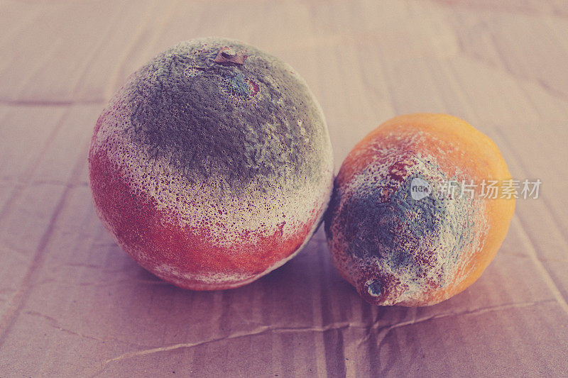 硬纸板上长满绿色霉菌的柑橘类水果。