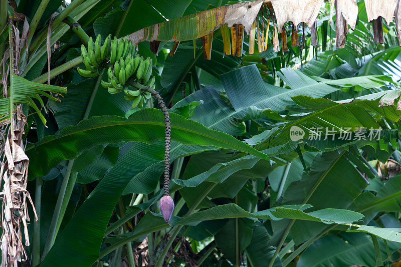 香蕉的花序是成串的