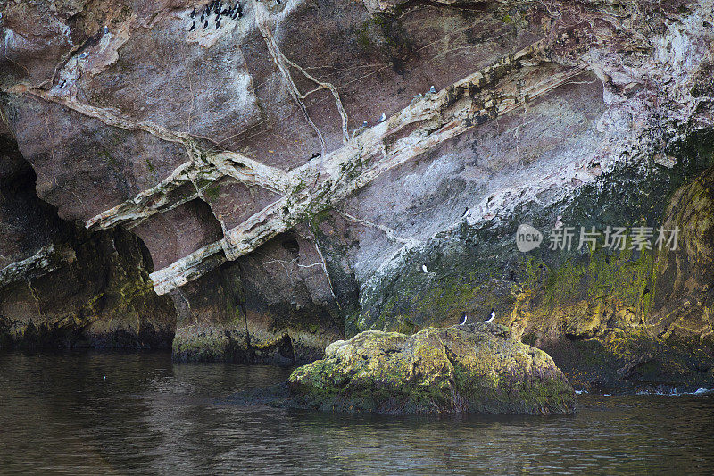 在博纳旺蒂尔岛的海悬崖上，可以看到北部塘鹅和普通海鸦，也被称为普通海鸠，在其他物种中可以看到。