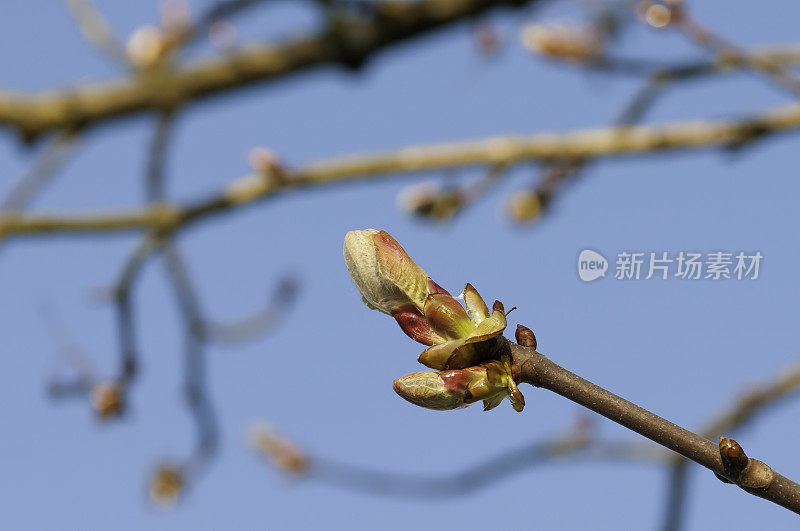 栗子芽