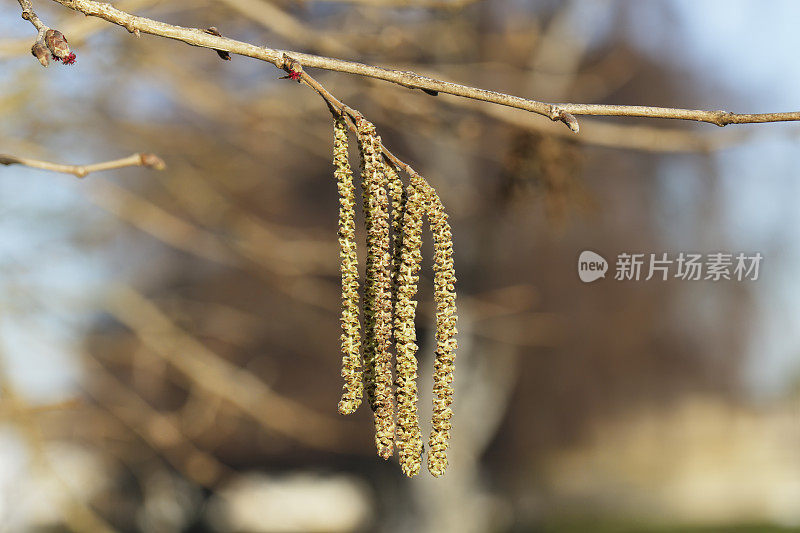 冬天挂着土耳其榛树的柳絮