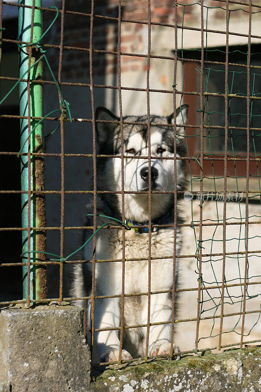 笼子里的西伯利亚哈士奇犬