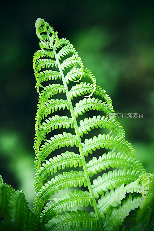 蕨类植物