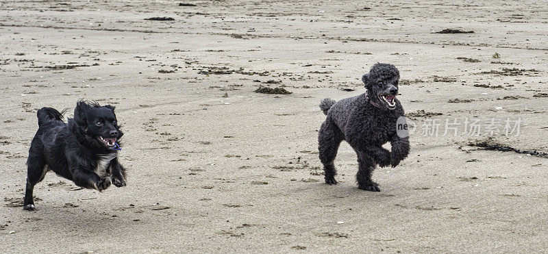 海滩上快乐的狗狗们