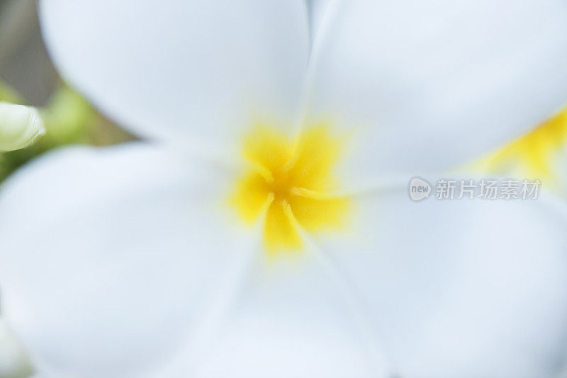 的特写Plumeria