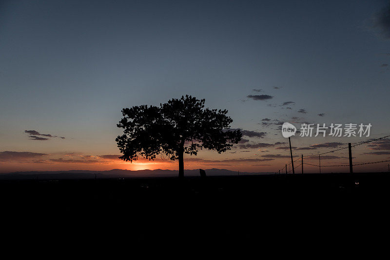 夕阳背景下树的剪影