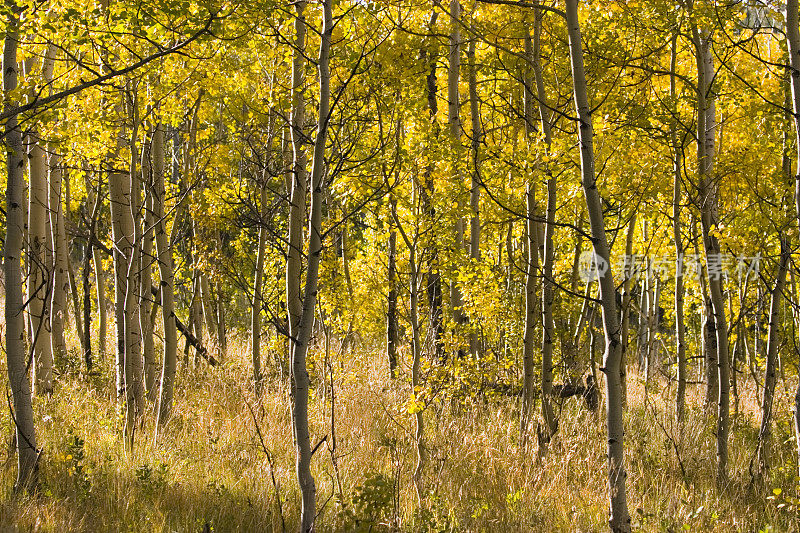 科罗拉多州基诺沙的秋天色彩