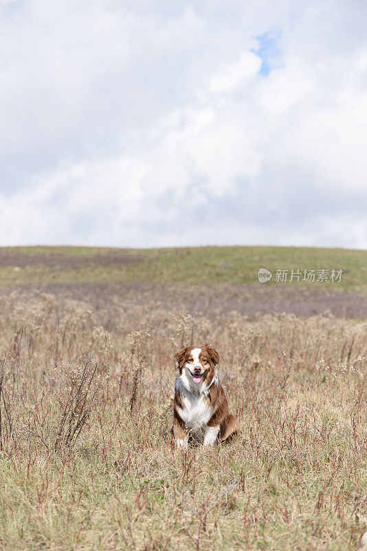 在云后面的草地上，咧着嘴笑的狗看着相机
