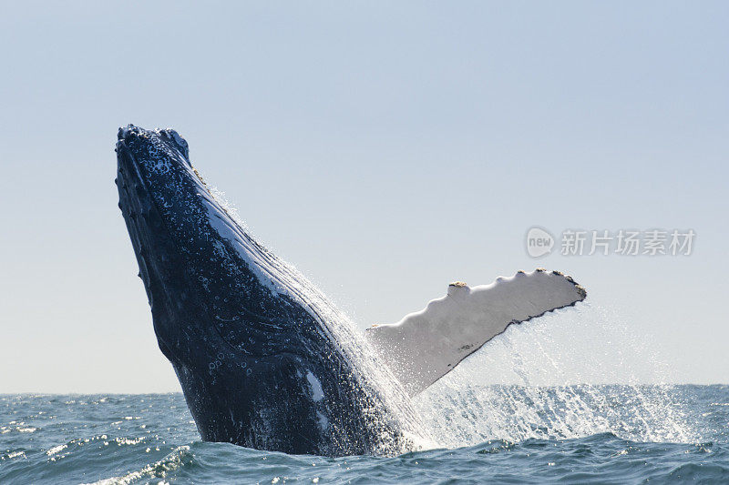 座头鲸在厄瓜多尔洛佩斯港跳跃