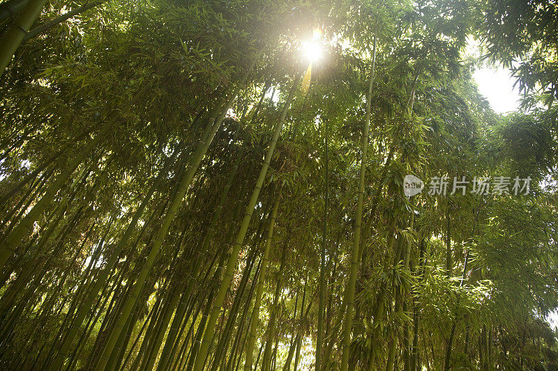 广角竹林，抬头，日出