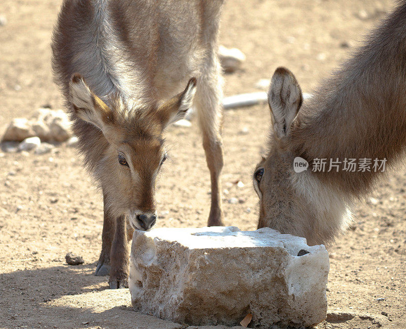 非洲大羚羊