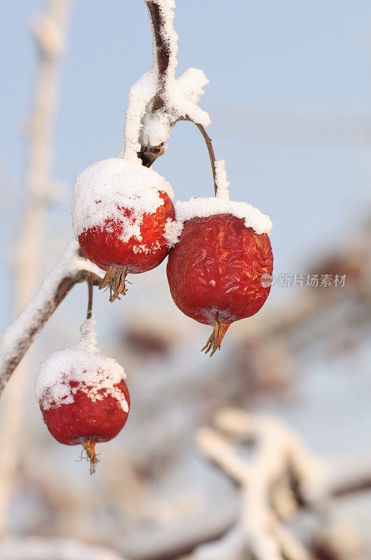 雪里的红苹果