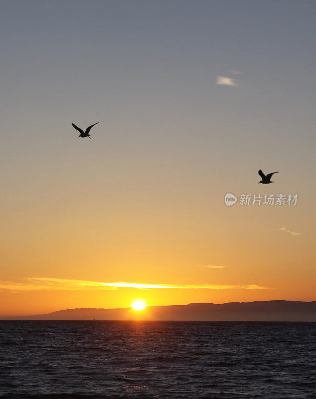 两只海鸥在日落上空飞翔