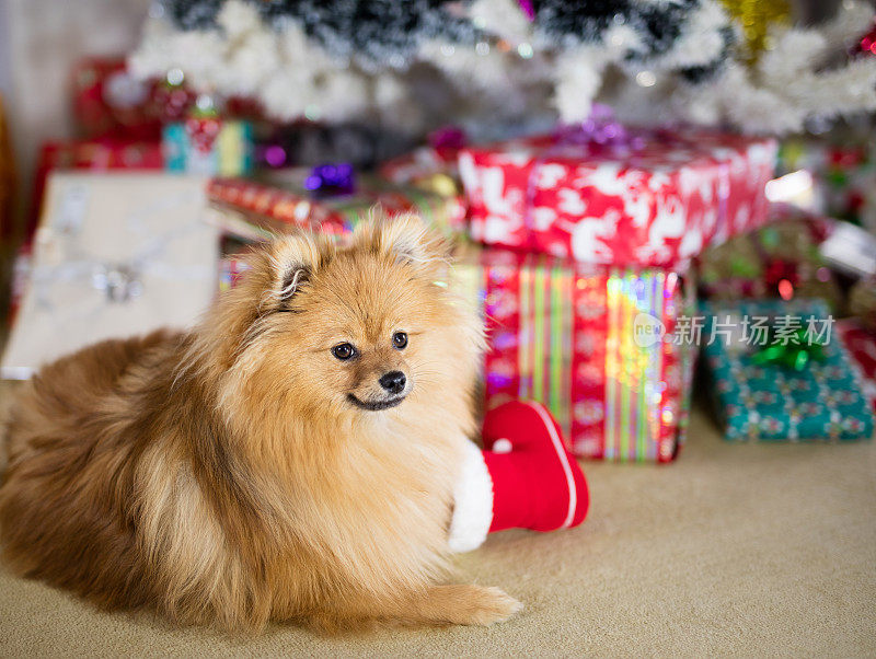 狗坐在圣诞礼物