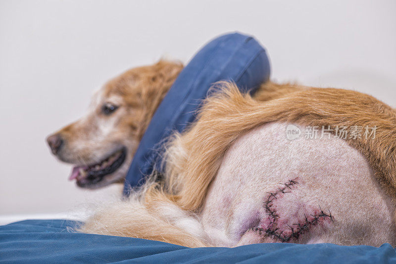 术后康复的老年犬佩戴电子项圈