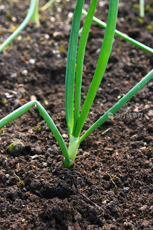 有机洋葱生长在肥料丰富的土壤中