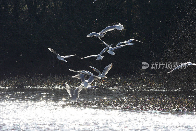 黑头海鸥在水面上飞翔