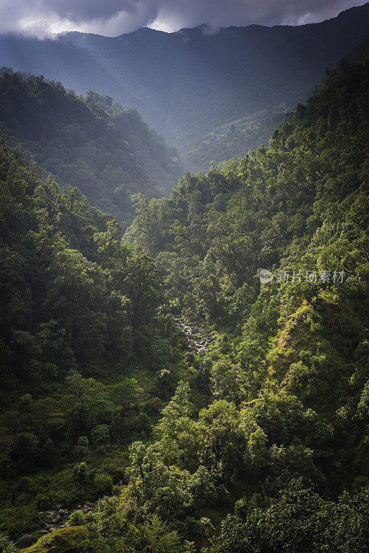 绿色潮湿的雨林，郁郁葱葱的丛林山谷，安娜普纳喜马拉雅山尼泊尔