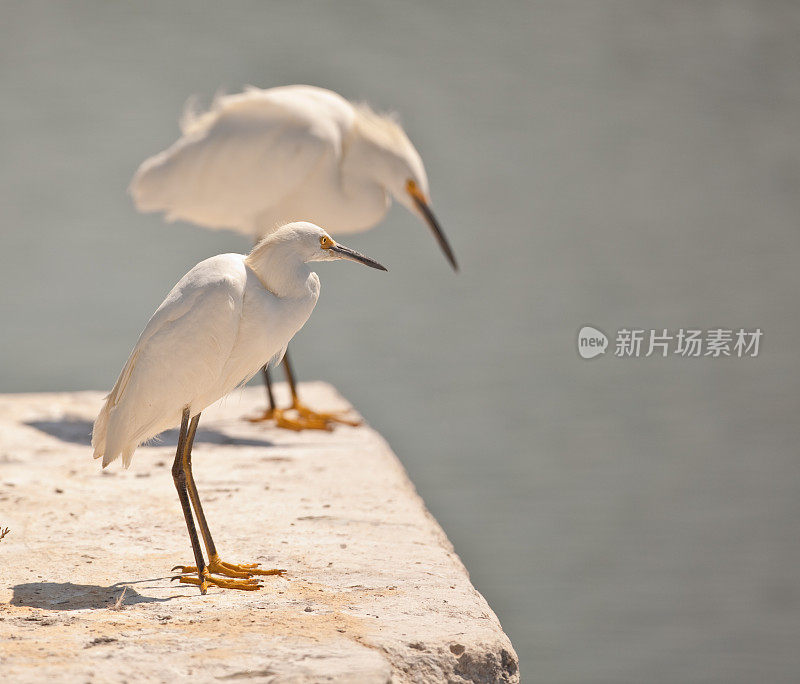 一双白鹭