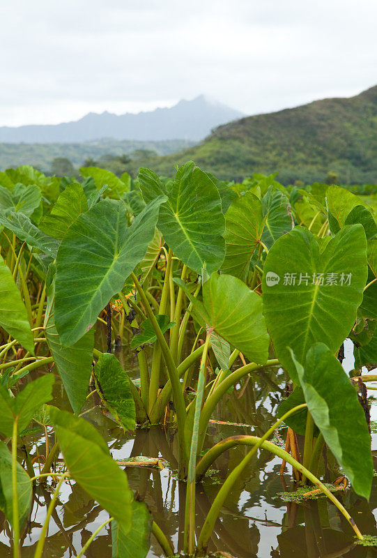 夏威夷考艾岛哈纳雷山谷的芋头田