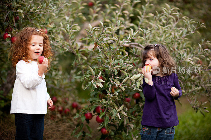 在果园里吃新鲜苹果的小女孩