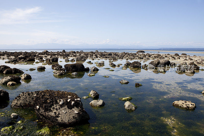 海景前景中的低潮岩石和潮池