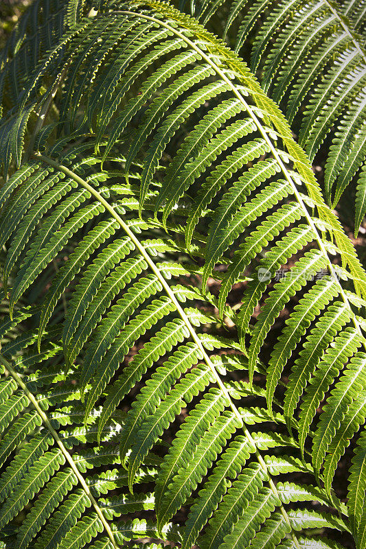 热带绿色蕨类叶子图案纹理特写，考艾岛，夏威夷