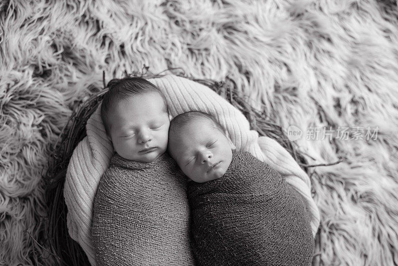 新出生的双胞胎在巢中